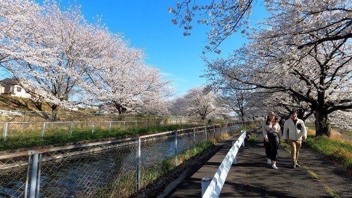 🌸 이시베 벚꽃 (구 이시베 저택 터) 이미지 6